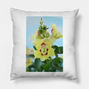 Antirrhinum  &#39;Antirinca Yellow Maroon&#39;  Snapdragon Pillow