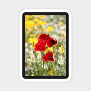 Poppy portrait Magnet