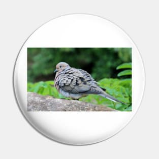 Turtle Dove Pin