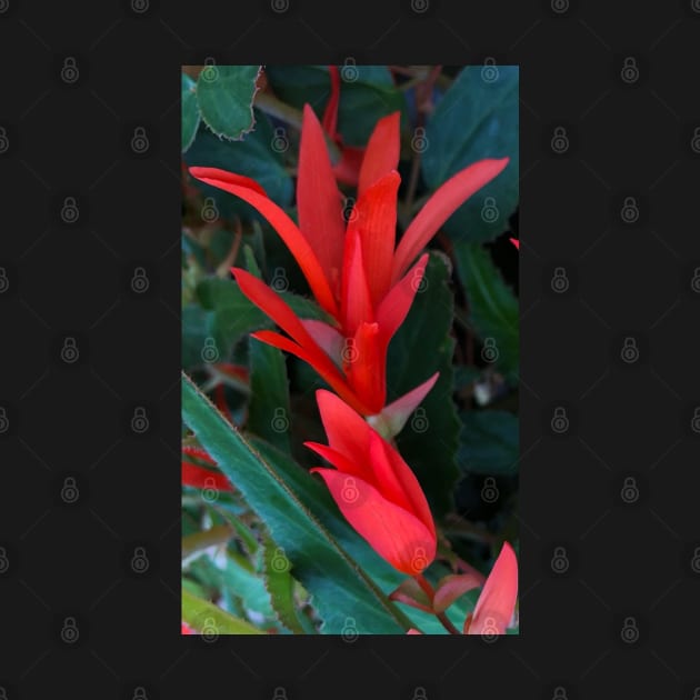 Rising Red Christmas Fuchsia by Photomersion