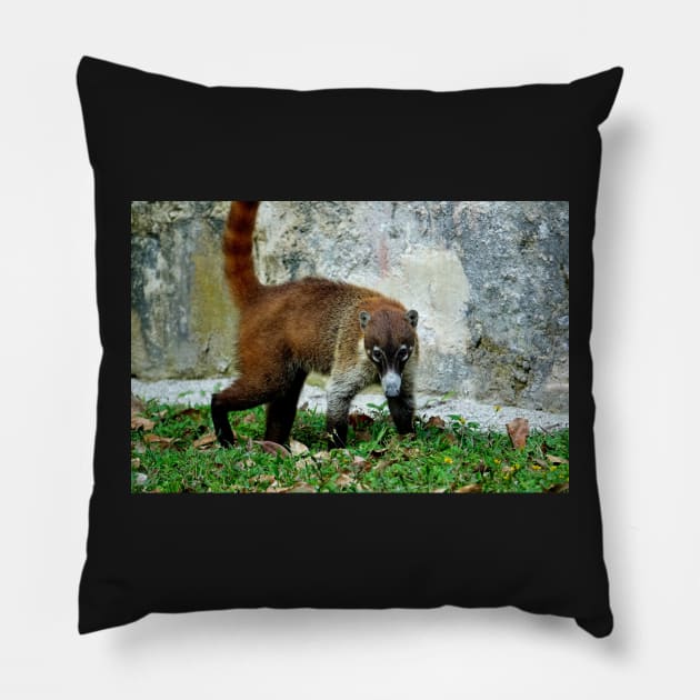 Guatemala - site archéologique de Tikal, Coatis Pillow by franck380