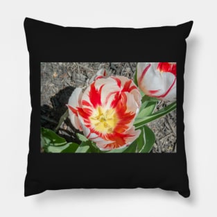 Rembrandt Tulips Pillow