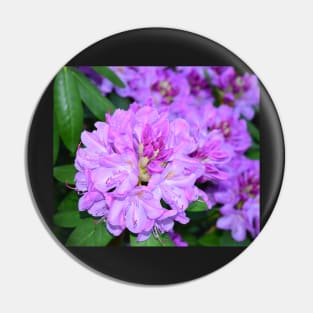 Rhododendron flower photo Pin
