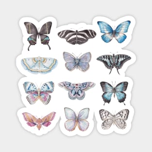 Butterflies in Blues Magnet