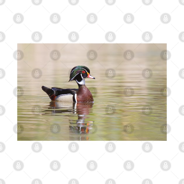 Silky Waters - Wood Duck by Jim Cumming