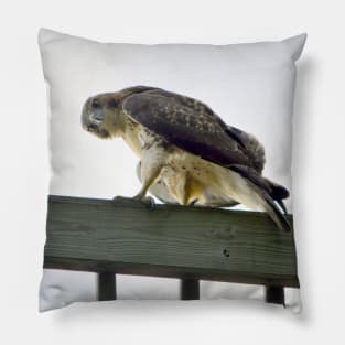 Red Tail Hawk Glare Pillow