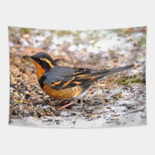 Handsome Male Varied Thrush Songbird Amid Snow and Seed Tapestry