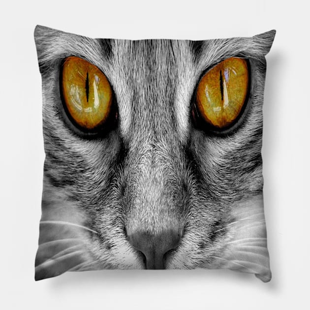 Wirehair Manx Maine Coon Cat Full Face Close Up Pretty Feline Pet Pillow by familycuteycom