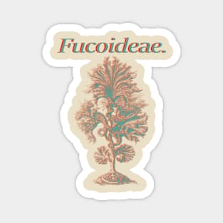 Fucoideae. Magnet