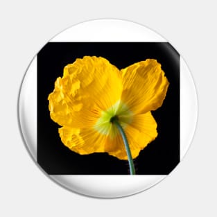 Lovely Yellow Iceland Poppy Pin