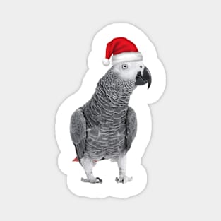 African Grey Magnet