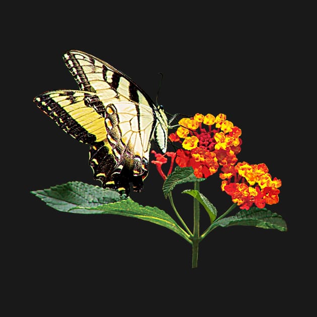 Tiger Swallowtail on Lantanas by SusanSavad