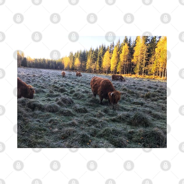 Scottish Highland Cattle Cows 1829 by SaarelaHighland