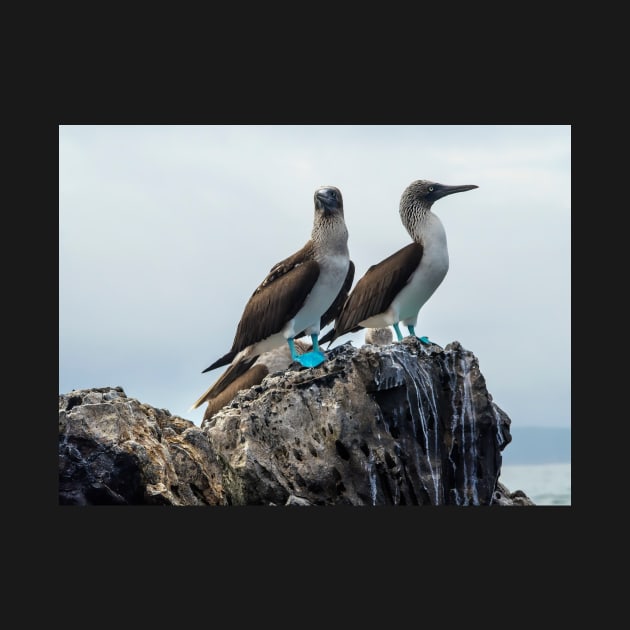 Blue-footed Boobies by algill