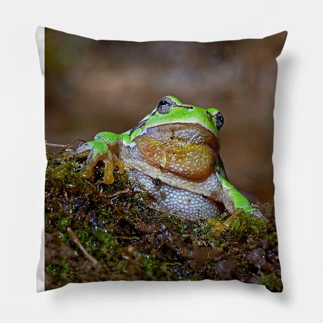 r669/  " the Friendly Palmed Green Frog - la Gentille grenouille verte Palmé " to Okaio Créations - Olavia-Olao Pillow by caillaudolivier