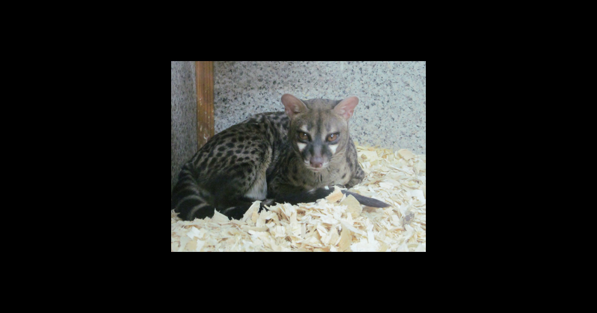 Cat cheetah leopard photo. Animal Sticker TeePublic