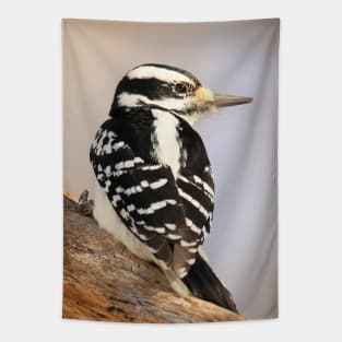 Hairy Woodpecker, bird, North American Bird, Songbird, Backyard Bird Tapestry