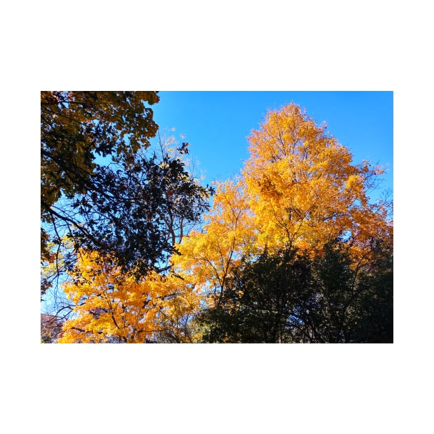 Yellow Gold Autumn Leaves and clear blue sky nature pretty delicate foliage by sandpaperdaisy