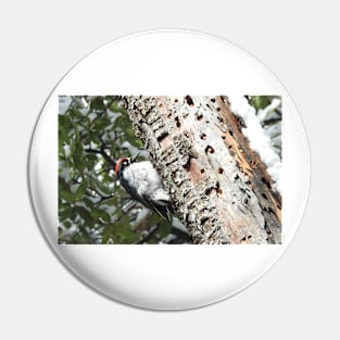 Acorn woodpecker, wild birds, wildlife gifts Pin