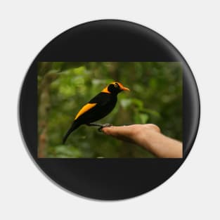 A Regent Bowerbird in the hand is worth two or more photos Pin