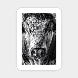 English Longhorn Bull Magnet