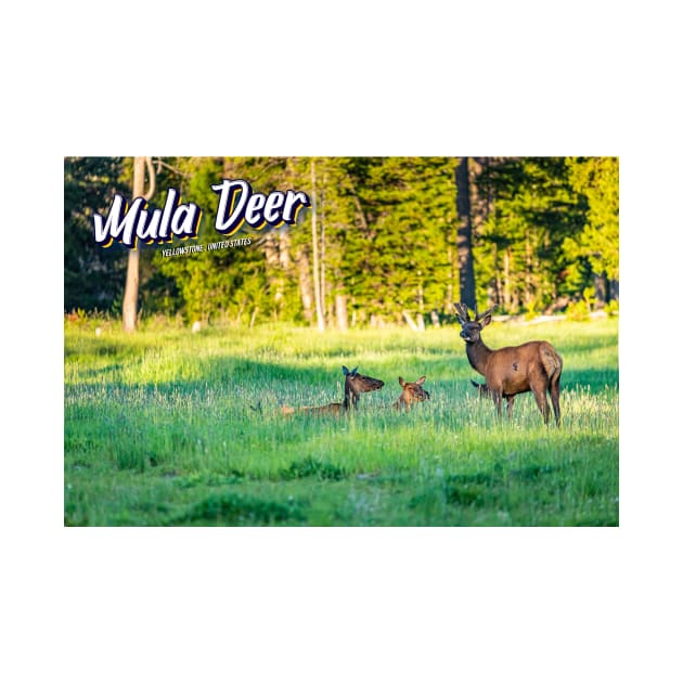 Mule Deer at Yellowstone by Gestalt Imagery