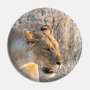 Namibia. Etosha National Park. Queen Lioness. Pin