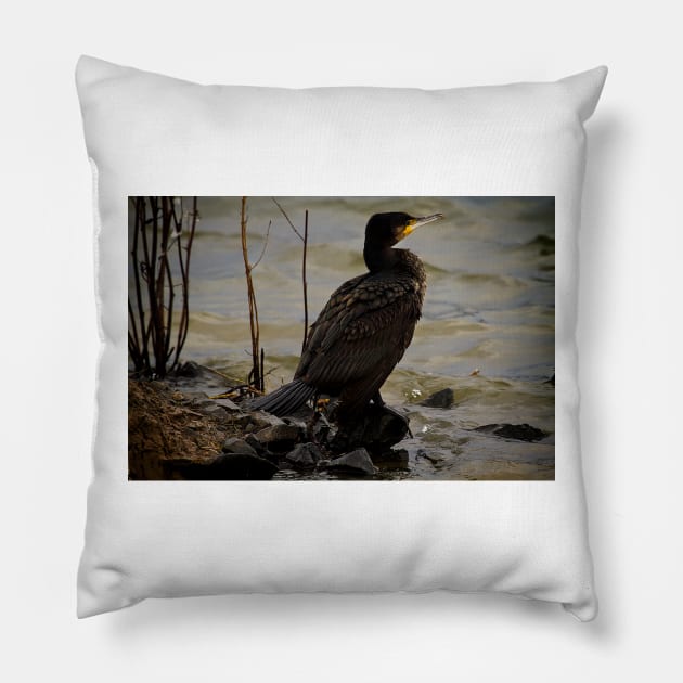 Cormorant resting in the winter sunshine Pillow by Violaman