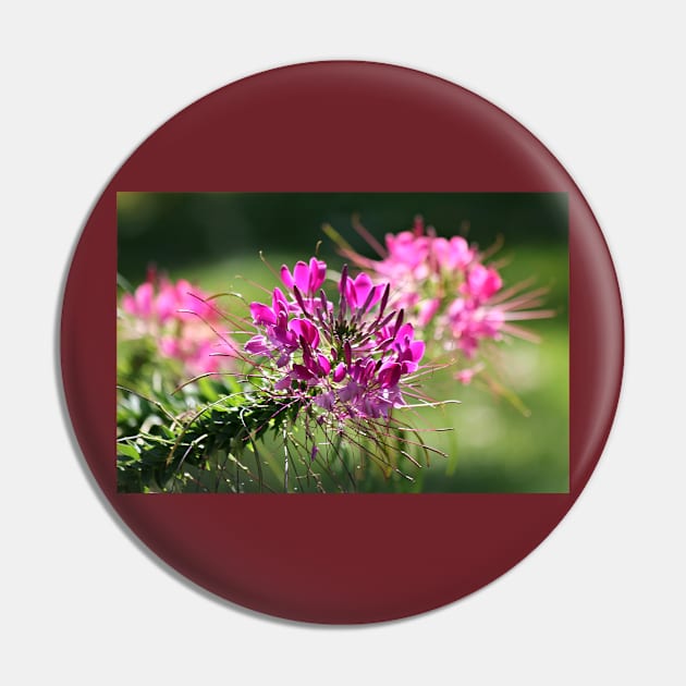 Spider Flowers (#1) Pin by photoclique