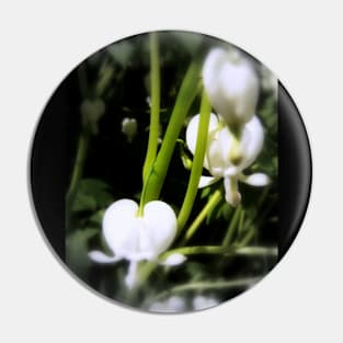 white bleeding heart macro, focal black and white Pin