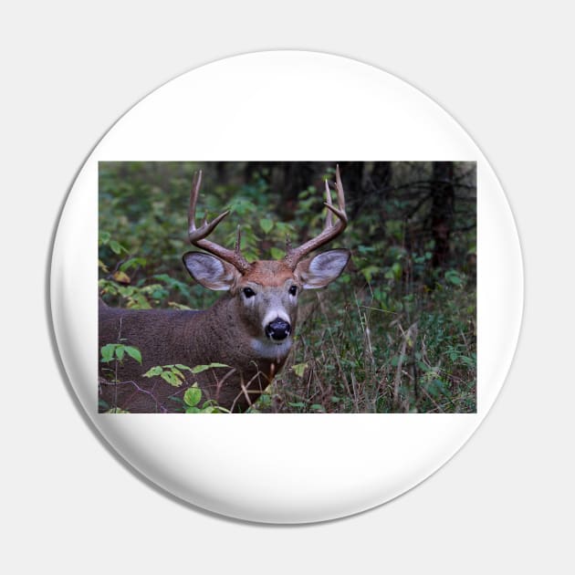 Big Sleepy Buck - White-tailed deer Pin by Jim Cumming