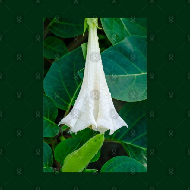 Shy Datura Flower Photograph. by love-fi