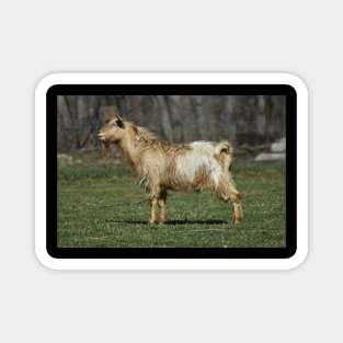 Goat Magnet