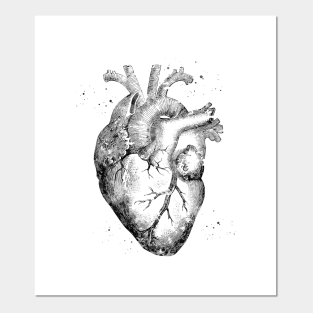 Human Heart Anatomy Drawing Poster Und Kunst Teepublic De