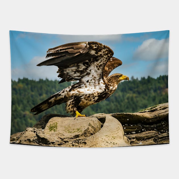 Juvenile Bald Eagle ready for take off. Tapestry by naturediver