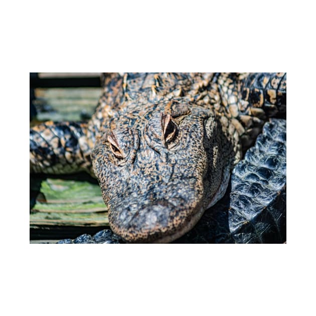 FaceTime with the Alligator by KensLensDesigns