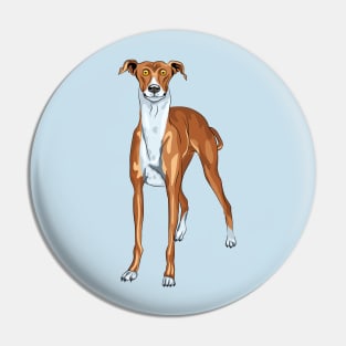 dog breed Greyhound Pin