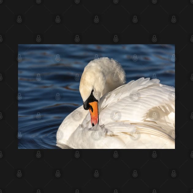 Graceful swan preening by AYatesPhoto