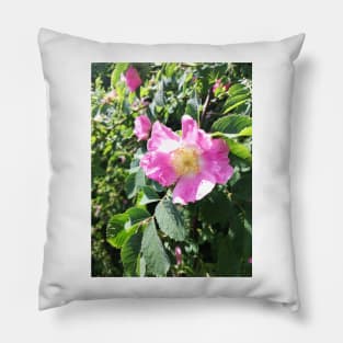 Pink wild rose photograph Pillow