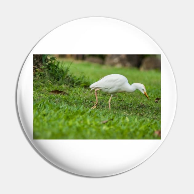 Cattle Egret 3 Pin by KensLensDesigns