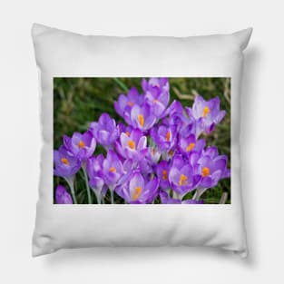 Clump of English wild purple crocuses Pillow