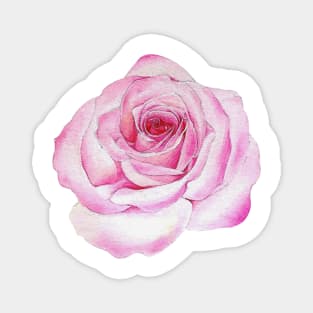 Pink rose Magnet