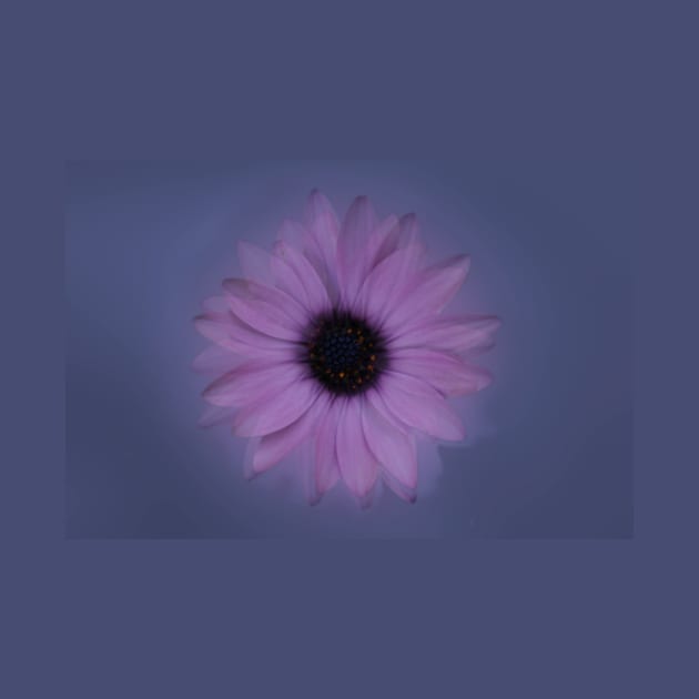 Shabby-chic African Daisy Flower by oknoki