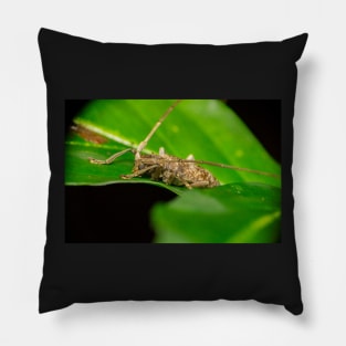 Unique and organic photo of a Longhorn Beetle Pillow