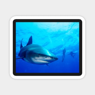 Close Shark with Scuba Diver Magnet