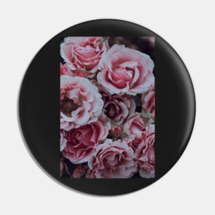 Pastel Pink Garden Roses in Summer Pin