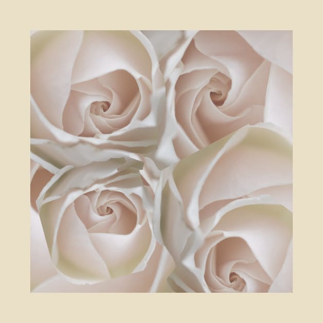 WHITE ROSES FOR ALL YOUR GREETING CARD AND PRINT NEEDS by KathyNoNoise