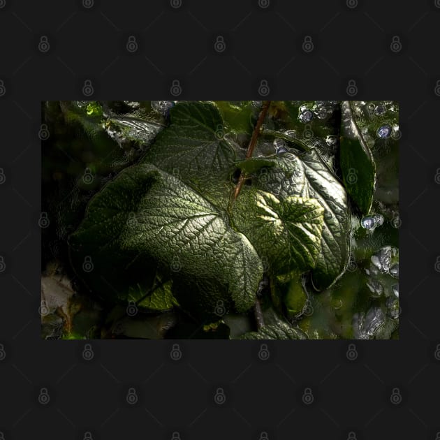 Black Currant Leaves Embossed by mavicfe