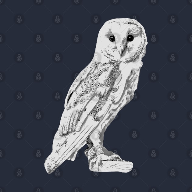 Barn Owl drawing by dalyndigaital2@gmail.com