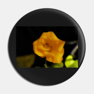 Yellow rose blossom Pin